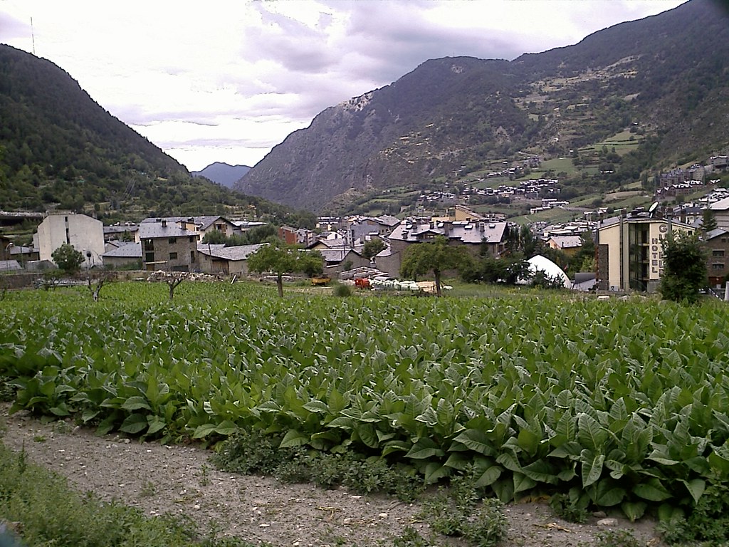 Tobacco field growing in a mountain valley