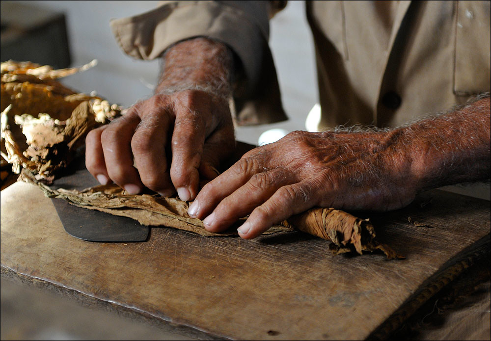Hands rolling a cigar from tobacco leaves